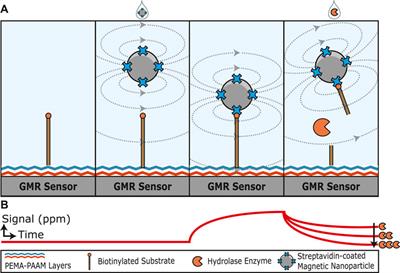 A GMR enzymatic assay for quantifying nuclease and peptidase activity